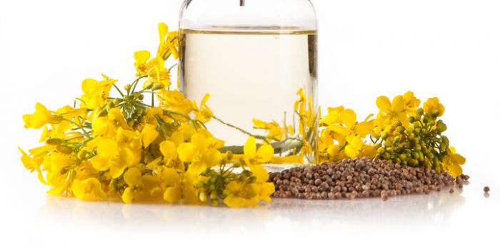 organic_canola_oil organic_canola_oil